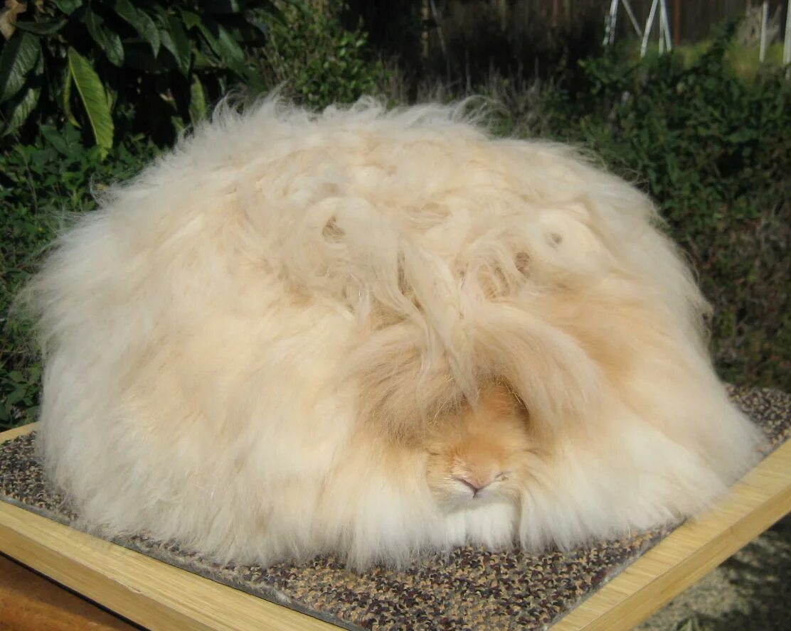 Гигантский ангорский кролик. Ангорский карликовый кролик. Гигантский ангорский кролик. Ангорский пуховой кролик. Ангорский карликовый кролик.