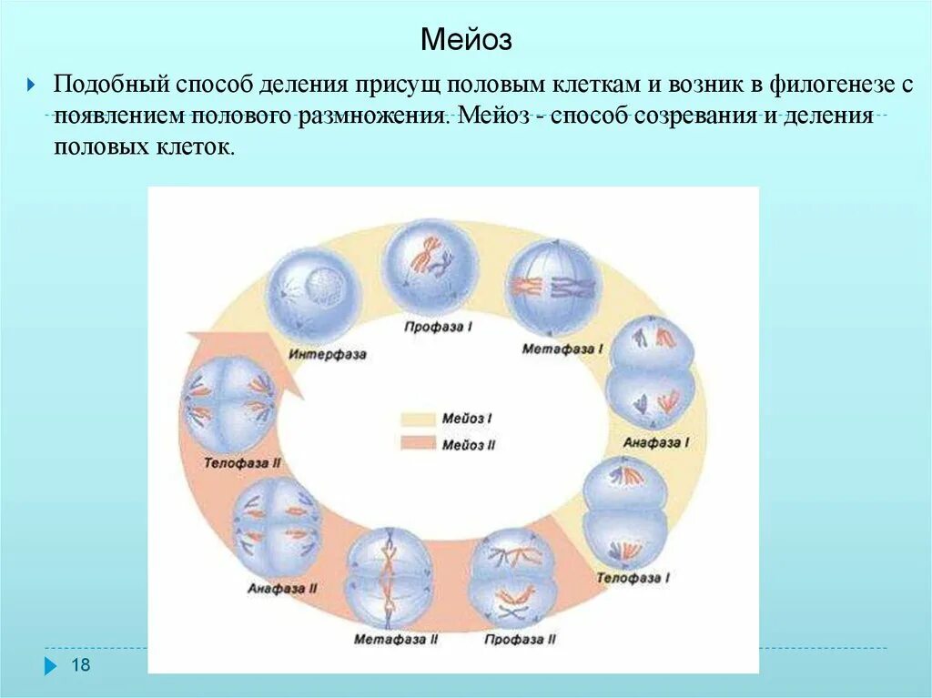 Способы размножения мейоза. Мейоз. Способы деления клетки. Деление половых клеток. Деление клетки мейоз.