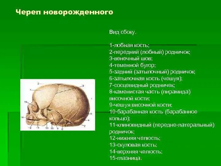 Передний родничок. Швы и роднички черепа анатомия. Кости черепа роднички. Родничок чешуя лобной кости. Сосцевидный Родничок черепа новорожденного латынь.