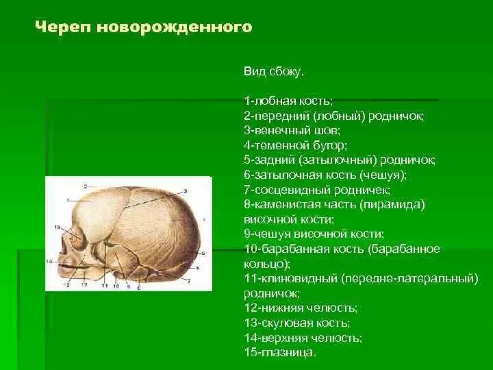 Сколько родничков. Швы и роднички черепа анатомия. Кости черепа роднички. Родничок чешуя лобной кости. Сосцевидный Родничок черепа новорожденного латынь.