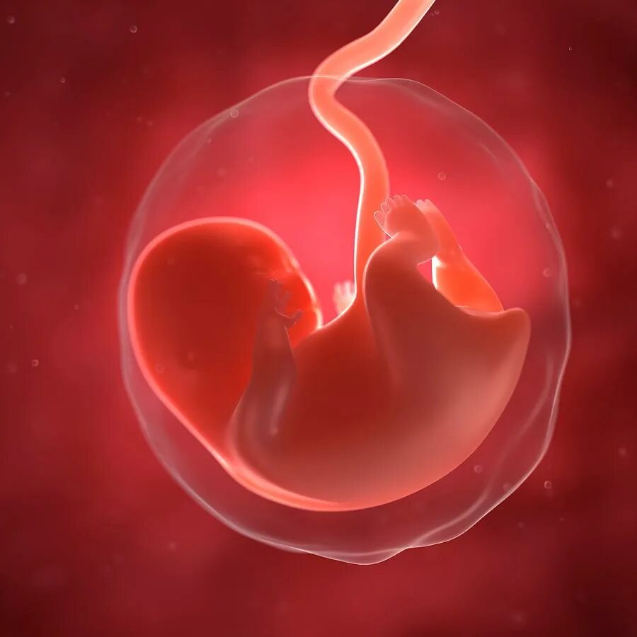 Бластоциста 5 вв. Эмбрион человека под микроскопом. Эмбрион м. Оценка эмбриона на 3 сутки. Бластоциста 5аа.