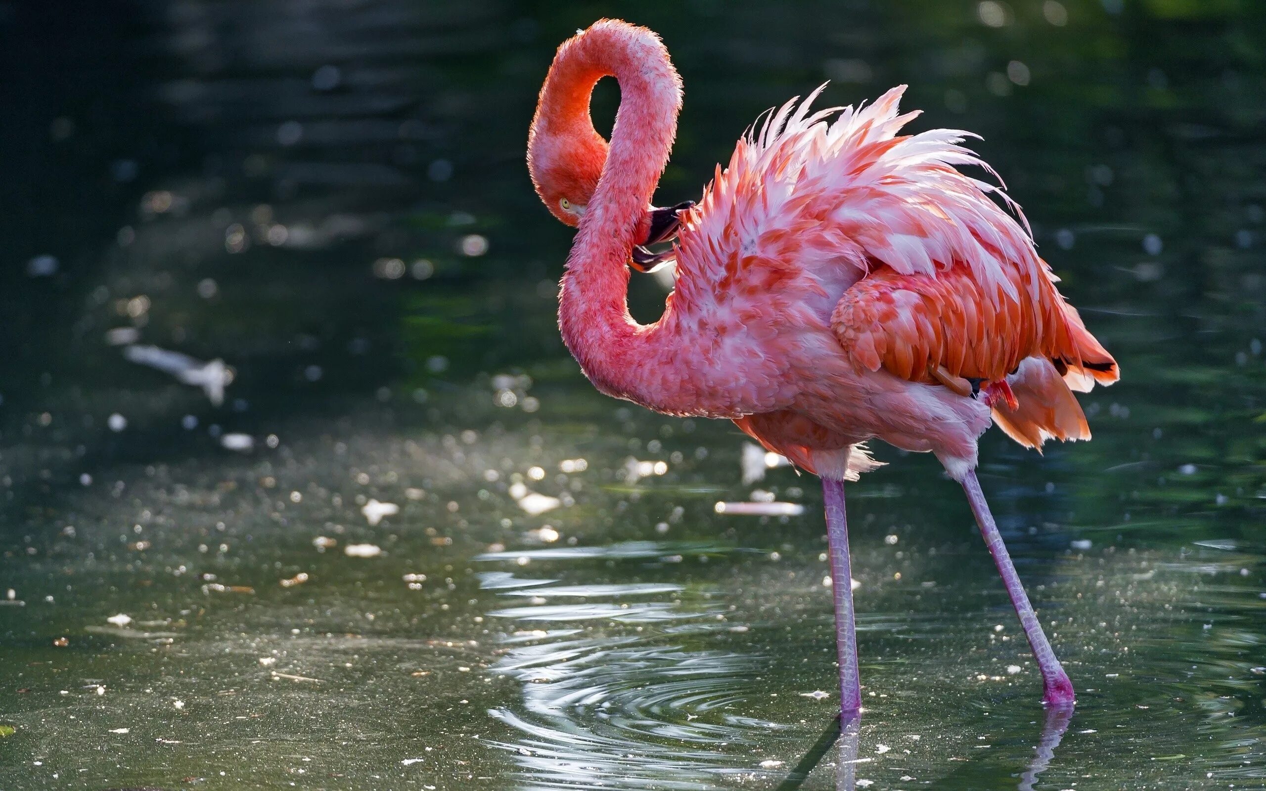 Розовый Фламинго птица. Фламинго обыкновенный розовый. Розовый Фламинго Астраханский заповедник. Дельта Волги Фламинго. Розовый фламинго новое