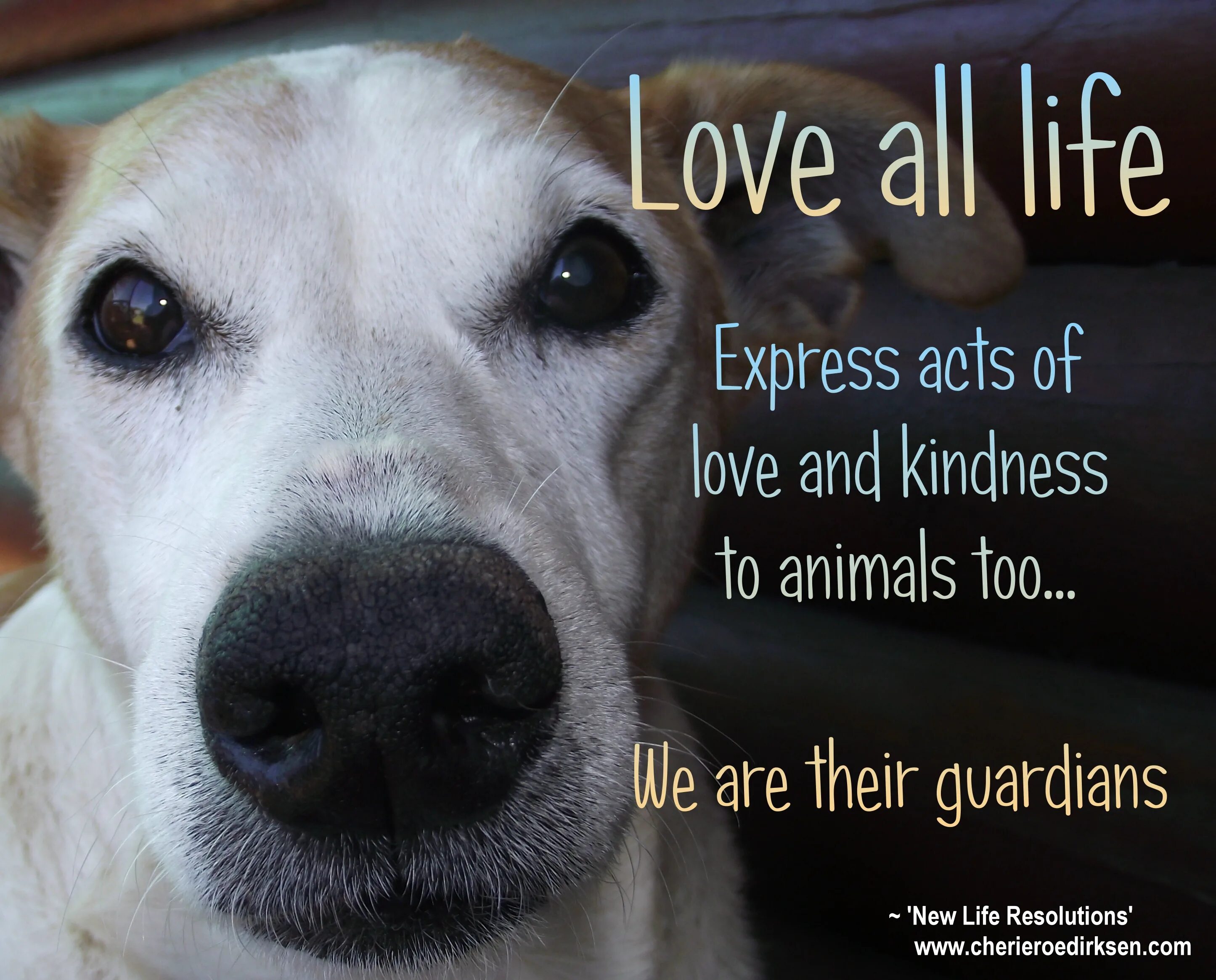 If you show kindness an animal it. Animals quotes. Quotations about animals. Animals Love quotes. Loyalty animals quote.