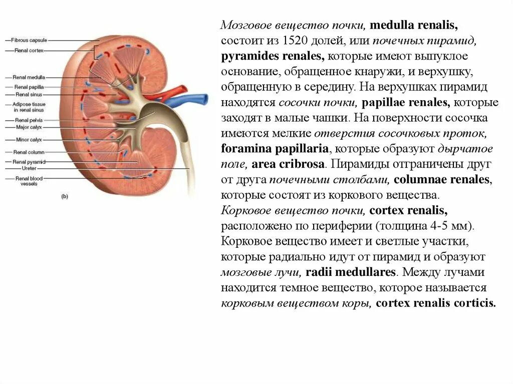 Почках и в головном мозге. Строение коркового и мозгового вещества почки. Корковое и мозговое вещество почки. Корковое вещество почки образовано. Функции мозгового слоя почки.