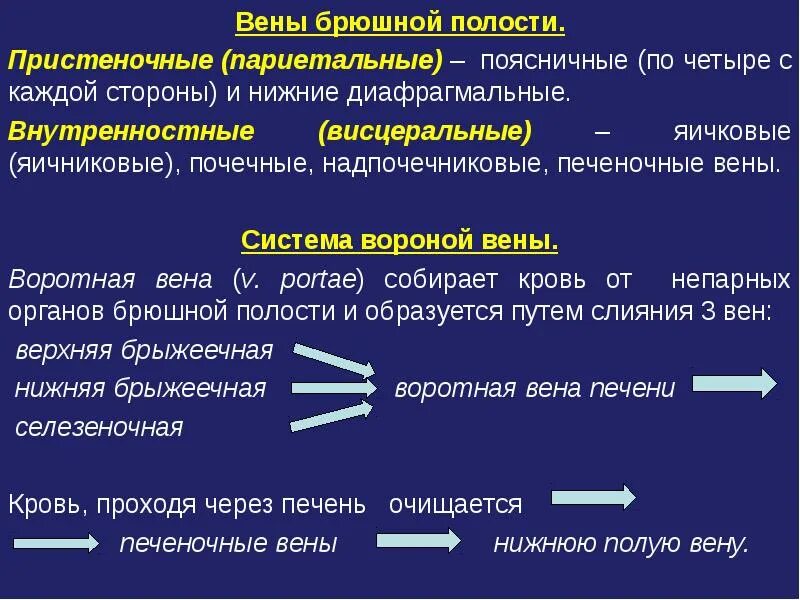 Висцеральные вены брюшной полости. Париетальные вены живота. Пристеночные вены брюшной полости. Сосуд собирающий кровь от органов брюшной полости