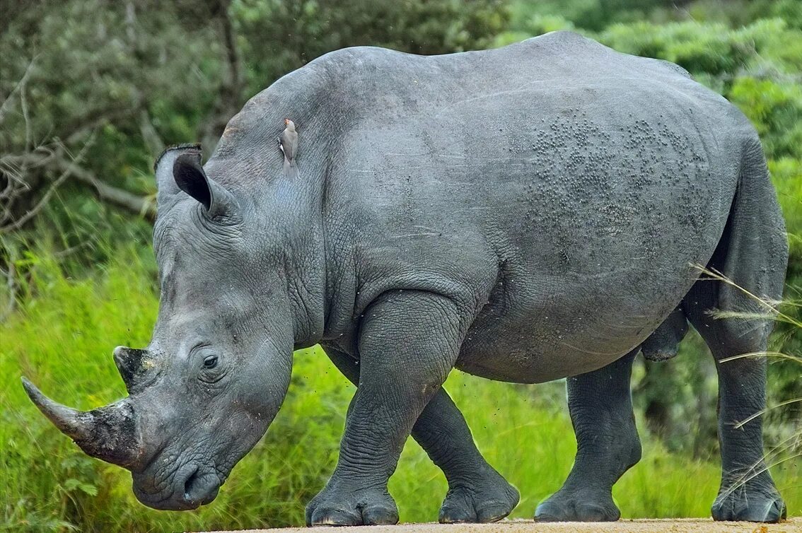 Белый носорог. Носорог среда обитания.