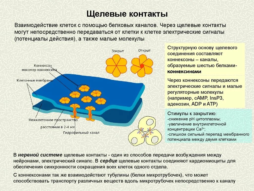 Между клетками есть. Щелевые соединения нексусы. Щелевой контакт гистология. Щелевые контакты между клетками. Щелевые контакты соединение клеток.