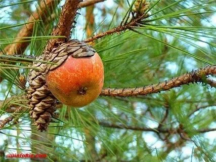 Ель яблоня
