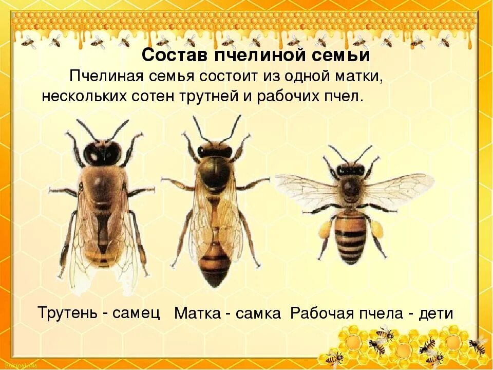 Как называется самец пчелы. Пчела матка трутень. самка пчелы. матка трутень рабочая пчела. трутри матри и рабочие пчелы.