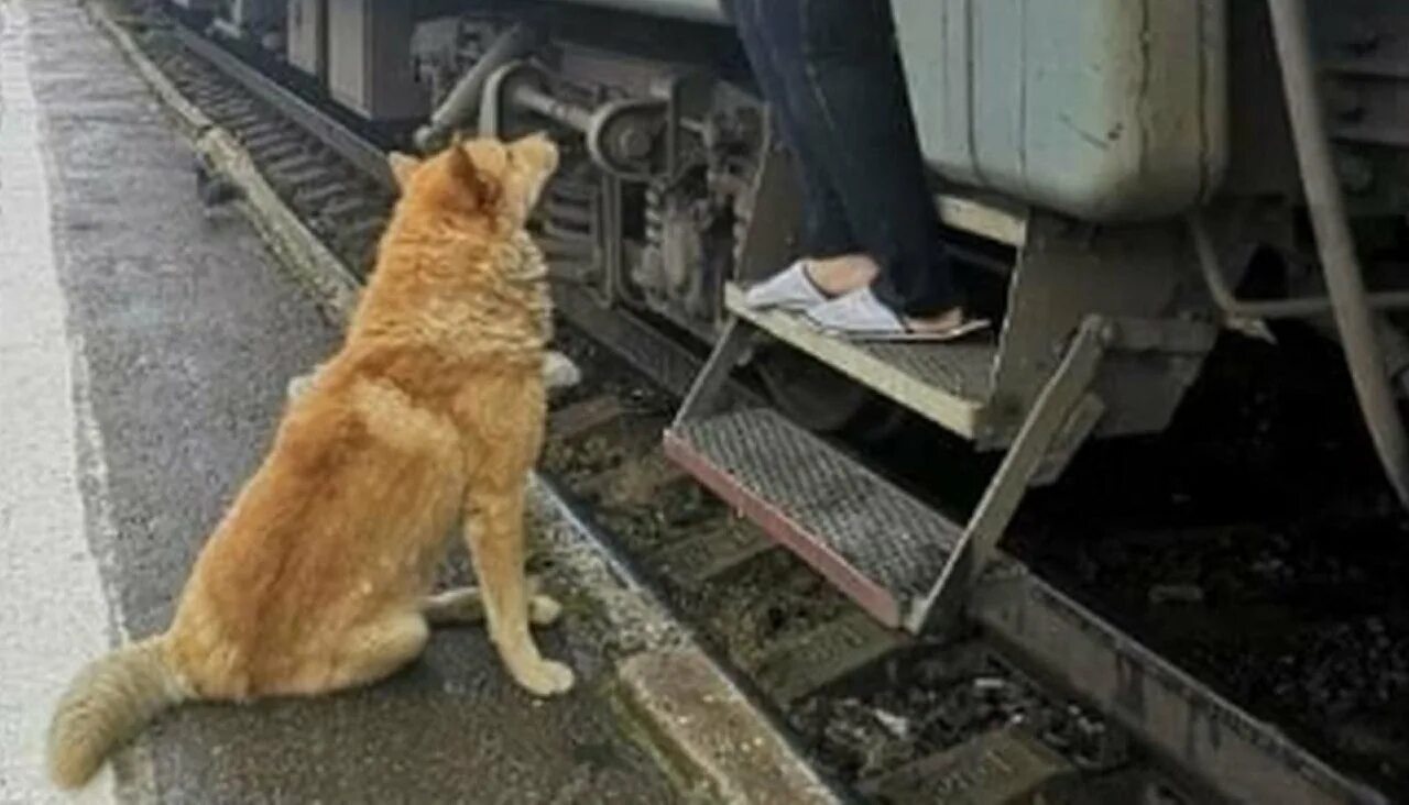 Животные на вокзале. Собака на вокзале. Собака на перроне. Кот на ЖД вокзале.
