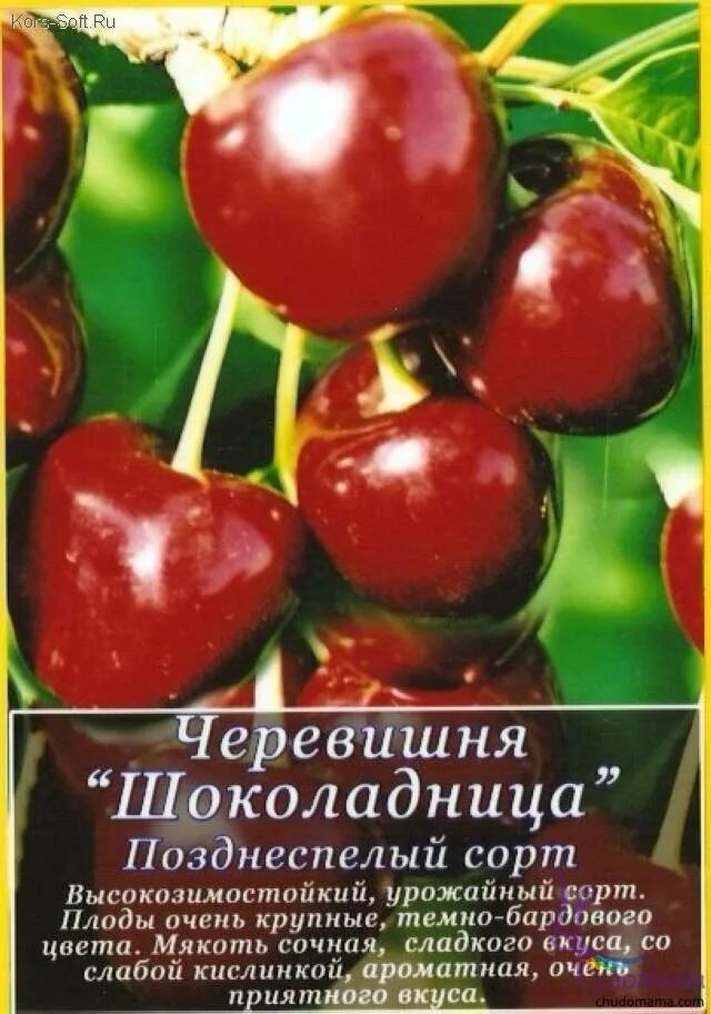 Черевишня чудо вишня описание сорта фото отзывы. Черевишня Дюк. Черевишня Дюк кормилица. Дюк факел (вишня, Черевишня). Вишня Дюк Шоколадница.