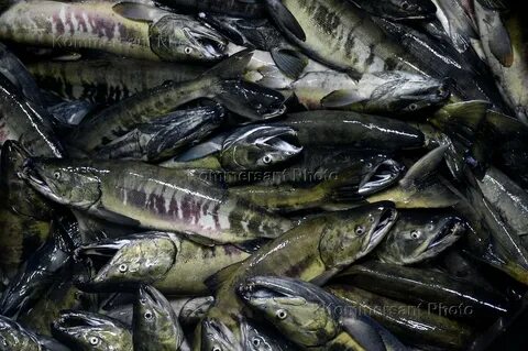 Курильский рыбак