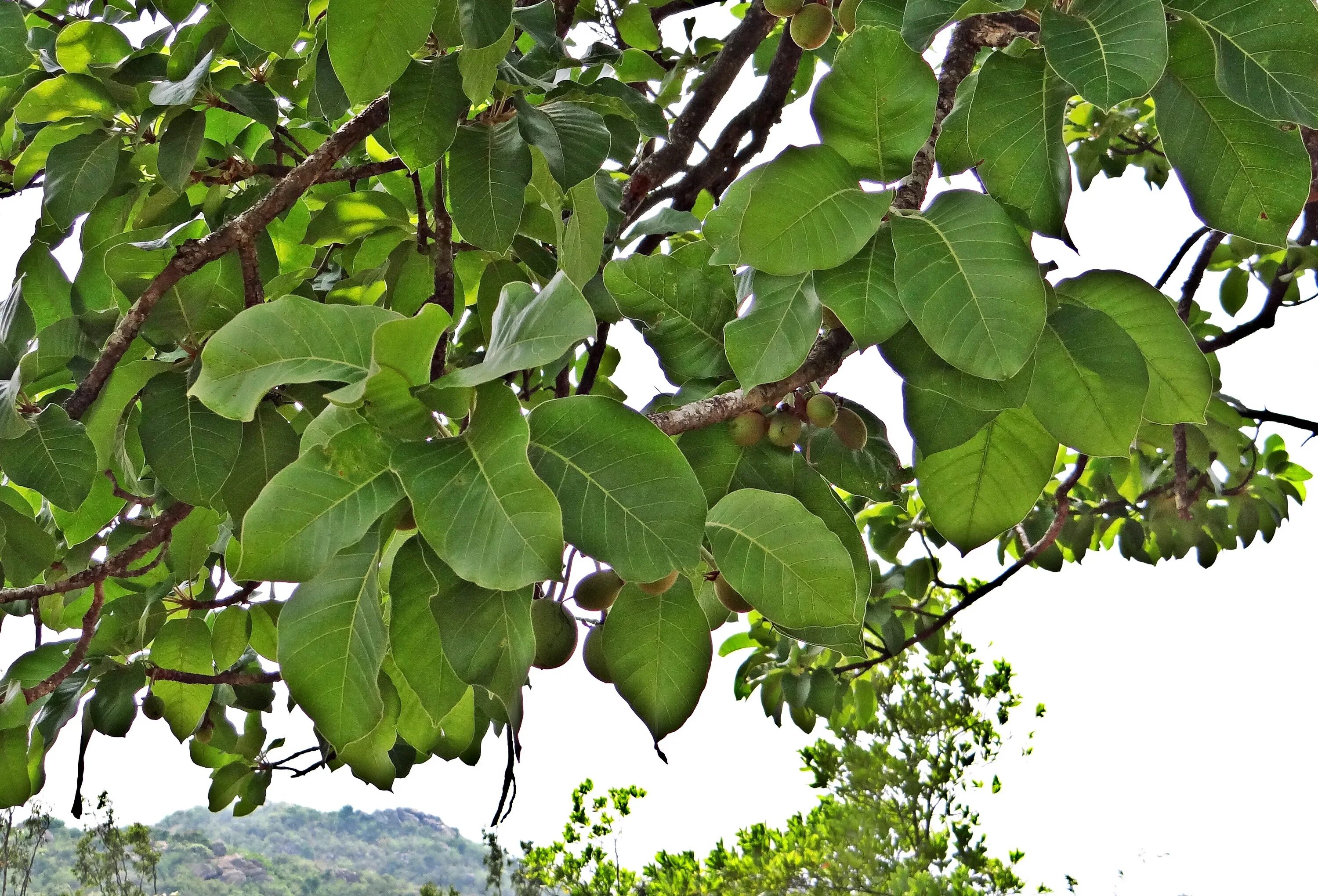 Листья плодовых. Мадука длиннолистная (Madhuca longifolia). Дерево бурансвива листья. Фикус Кокколоба. Coccoloba gigantifolia дерево.