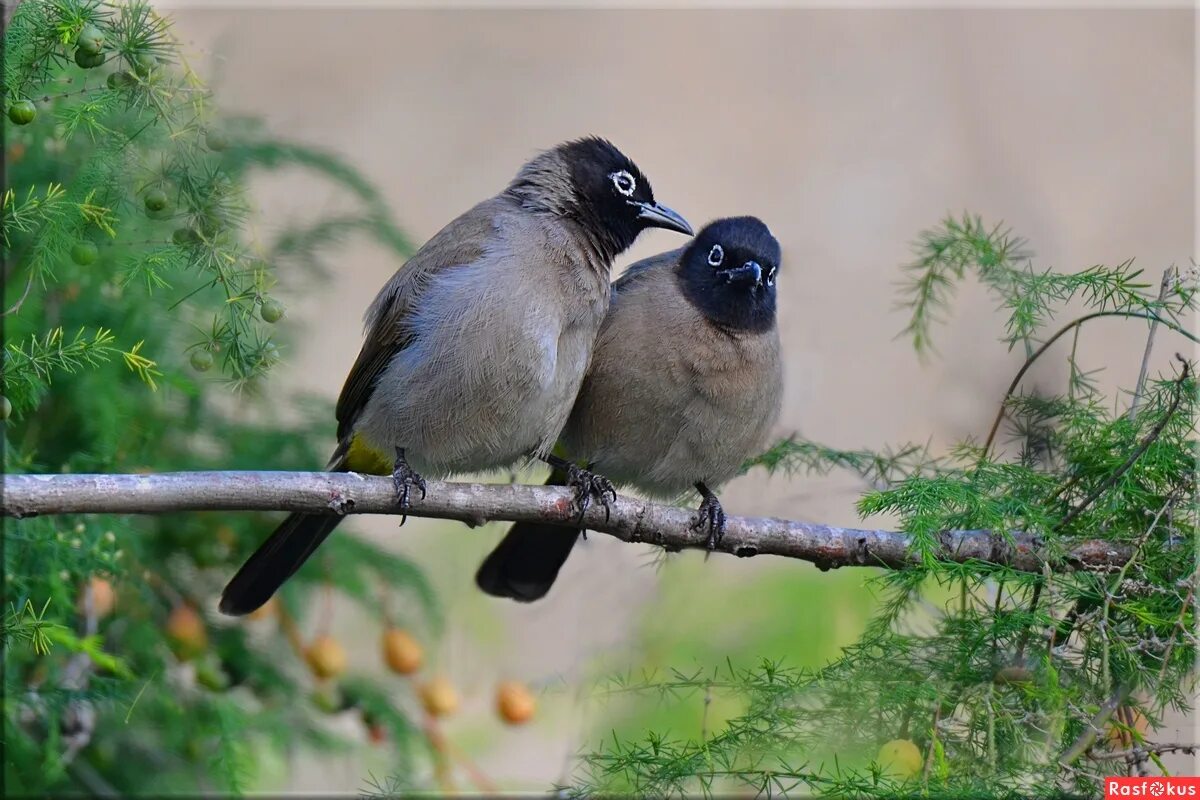 дпвай не будемругатьсч. давай никогда не ссориться. не ругаться картинки. давай про это книга. стих про давай не будем больше ссорится.