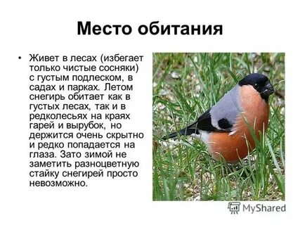 Где живет птица снегирь