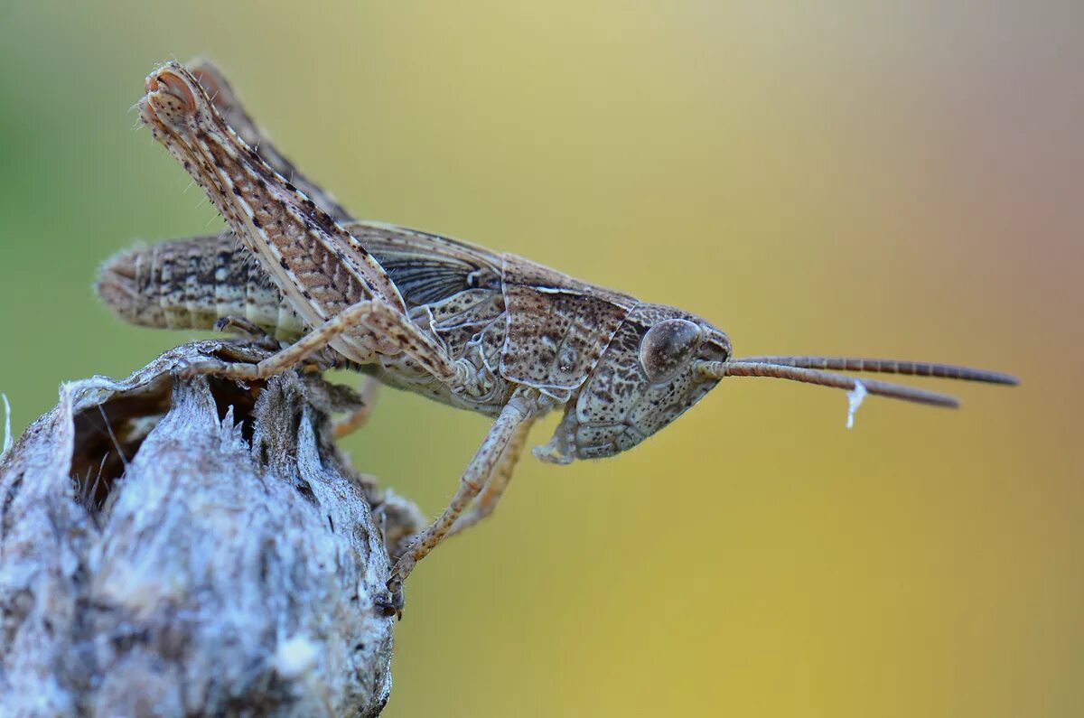 верный кузнечики. прямокрылые кузнечики. верный кузнечики. верный кузнечики. верный кузнечики.