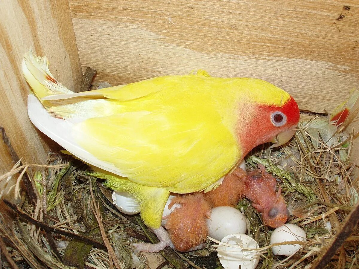 Гнездо для попугаев неразлучников. Неразлучник лютино. Попугаи неразлучники птенцы яйца. Какарик птенец.