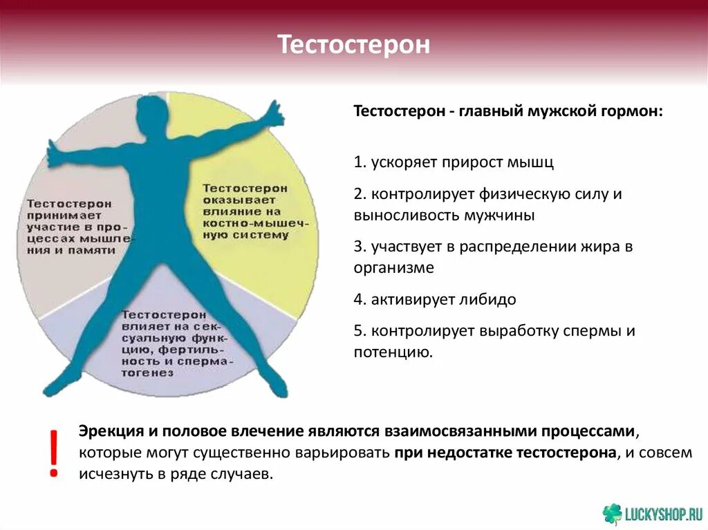 Повышение тестостерона у мужчин. Тестостерон. Тестостерон гормон. Тестостерон вырабатывается. Гормон тестостерон у мужчин.