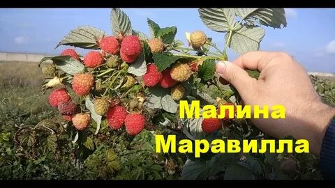 Урожайность маравиллы