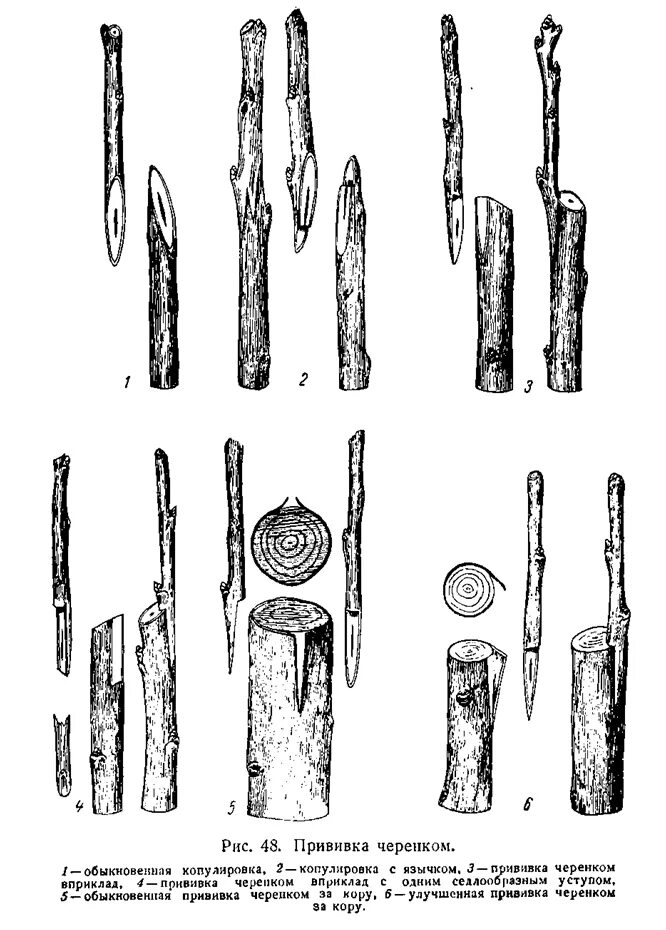 Метод прививки черенком. Вегетативное размножение прививкой черенком. На него прививают черенок 6. Прививка яблони врасщеп. Прививка яблони подвой привой.