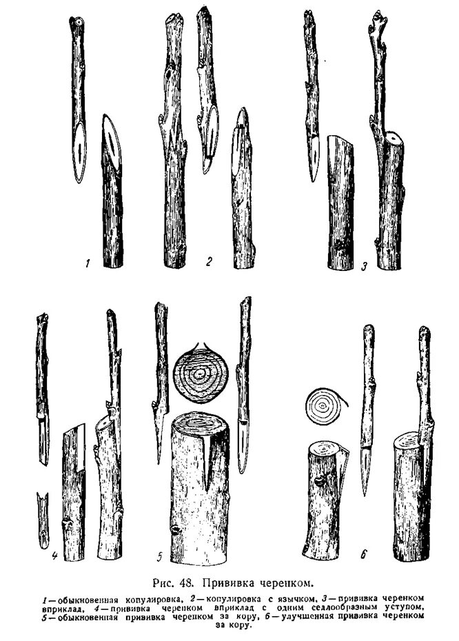 На него прививают черенок 6. Улучшенная копулировка с язычком. Улучшенная копулировка плодовых деревьев. Прививка черенком вприклад. Копулировка и окулировка.