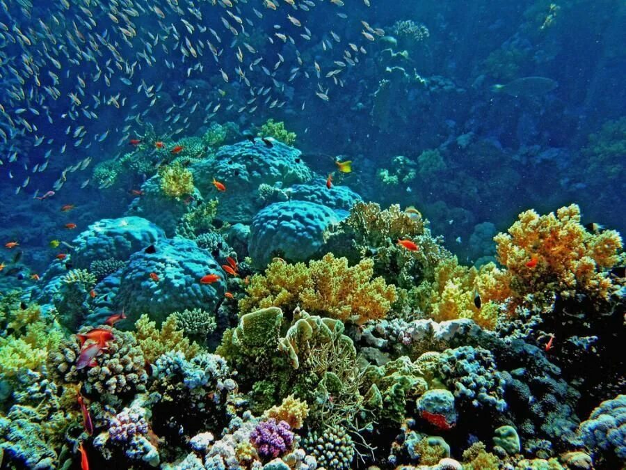 Underwater coral. Риф Шарм-Эль-Шейх. Подводный мир Египта Шарм-Эль-Шейх. Коралловый риф Египет шармаль Шейх. Коралловый риф в Шарм Эль Шейхе.