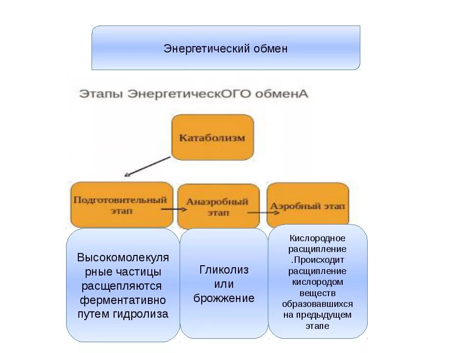 На подготовительном этапе обмена происходят. Энергетический обмен веществ схема. Этапы энергия обмена веществ схема. Энергетический обмен делится на. Энергетический обмен кластер.