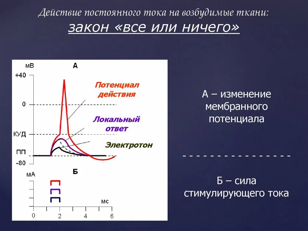 Закон все или ничего. График мембранного потенциала действия. Потенциал действия возбудимых тканей. Закон все или ничего физиология. Максимальная величина раздражителя