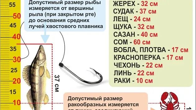 Размеры рыб можно ловить. Разрешенный размер ловли судака. Размер вылавливаемой рыбы. Допустимый размер выловленной рыбы. Размер пойманной рыбы.