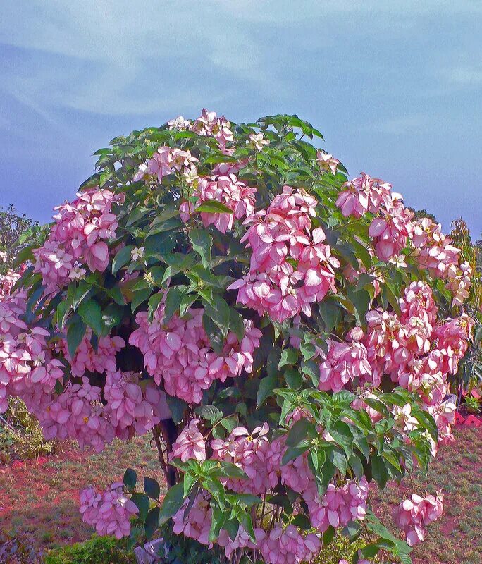 Фото красивых цветущих кустарников. Муссенда Филиппинская. Кустарник муссенда. Дерево муссенда. Красивоцветущие кустарники Черногории.