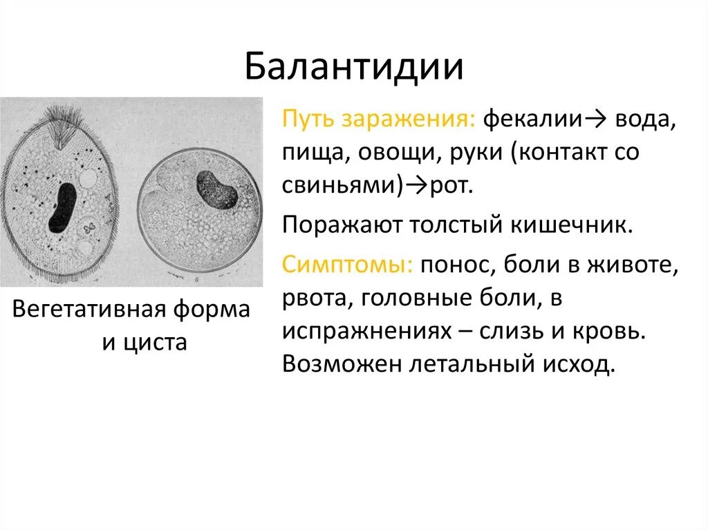 Диагностические признаки цисты балантидия. Балантидиум коли жизненный цикл. Balantidium coli циста. Циста балантидия строение.