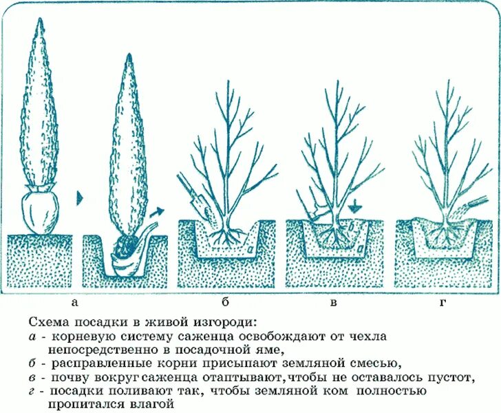 На каком расстоянии сажать растения. Схема посадки туи Смарагд. Корни туи Смарагд. Корневая шейка у туи Смарагд. Схема посадки кустарников в живую изгородь.