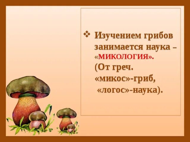 Наука про грибы. Биология 5 кл что такое грибы. Царство грибов 5 класс. Характеристика грибов 5 класс. Царство грибов 5 класс биология.