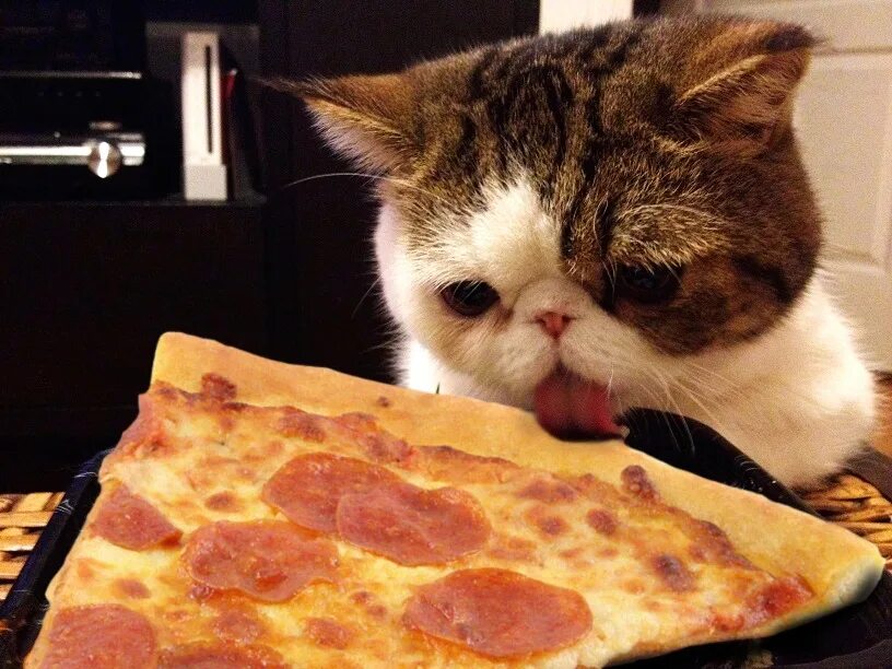 И вкусно и грустно. Котик с едой. Кот ест пиццу. Кошка и пицца. Котик с пиццей.