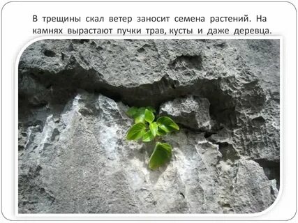 Трава растет в трещинах скал сканворд