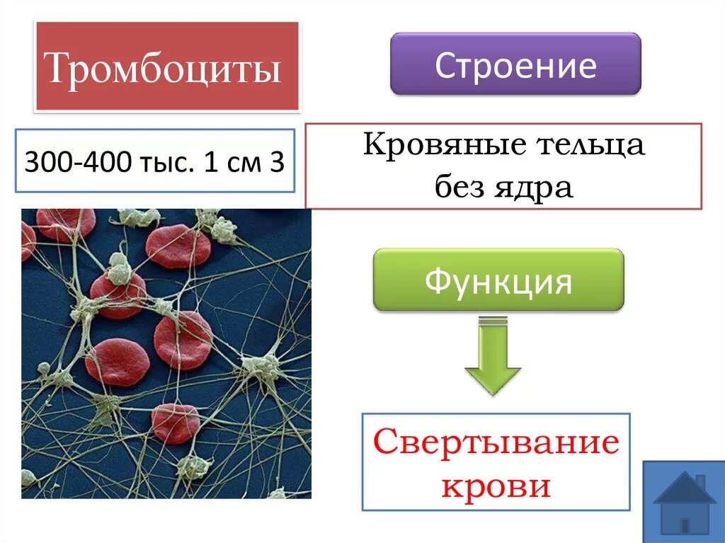 Строение тромбоцитов человека. Тромбоциты строение и функции. строение тромбоцитов в крови. кровяные пластинки строение. функции тромбоцитов.