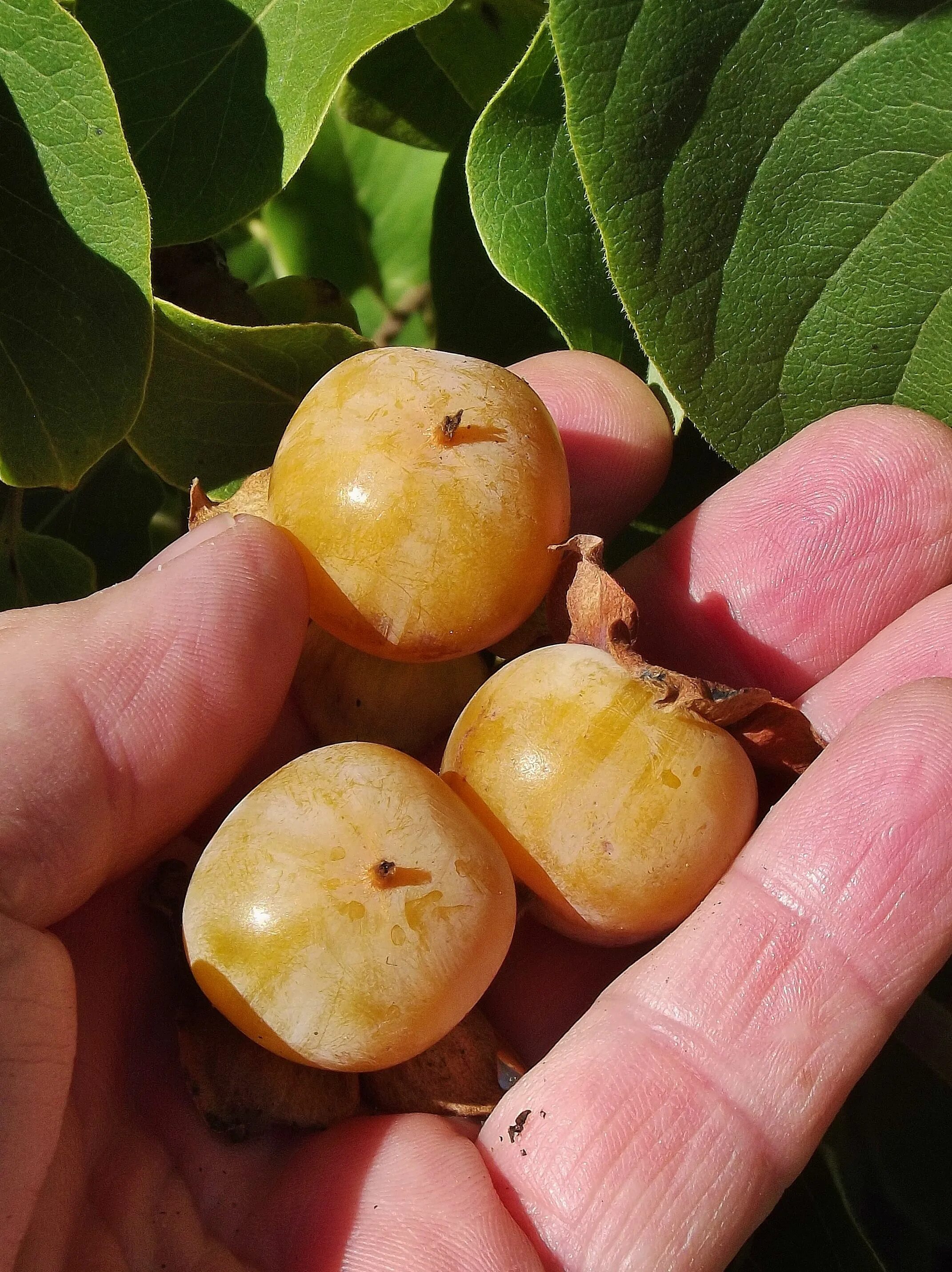 Хурма россиянка описание отзывы. Diospyros virginiana. Хурма Diospyros. Хурма сорт персимон. Хурма сорт МИДЕР.