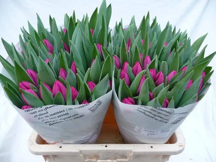 Купить луковицу тюльпана Пинк Ардоур (Pink Ardour) в Смоленской области