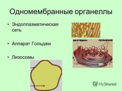 Лизосомы одномембранные или