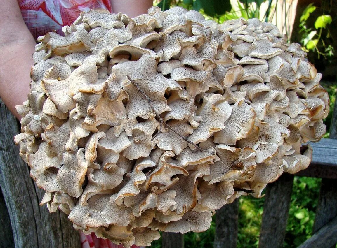 Грифола курчавая. Гриб баран. Гриб баран. Грифола курчавая гриб. Грифола курчавая гриб-баран.
