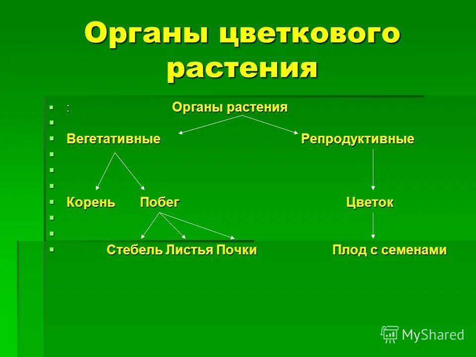 Тесты органы цветковых растений. Вегетативные и репродуктивные органы растений. Репродуктивные органы цветковых растений. Репродуктивные органы цветкового растения. Вегетативные органы цветкового растения.