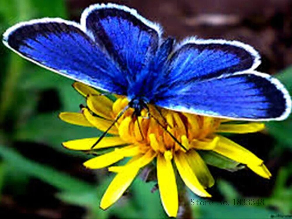 Красивые бабочки. Жёлтая бабочка. Яркие бабочки. Сине желтые бабочки. Сине желтая бабочка.