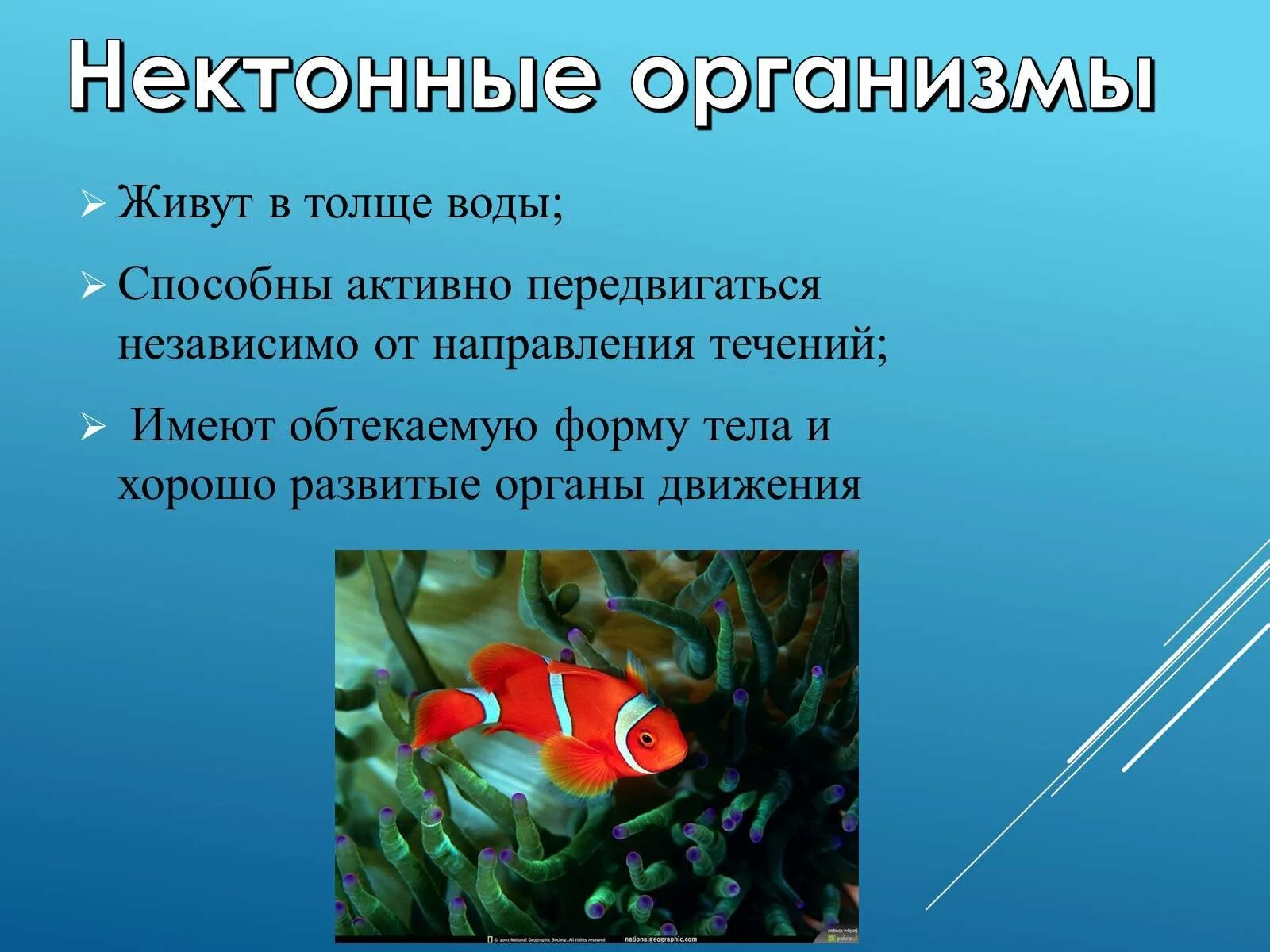 Особенности толще воды. Организмы обитающие в толще воды. Адаптация нектона к водной среде. Формы адаптации к водной среде. Водные организмы обитающие в толще воды.