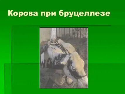 Бруцеллез у коров
