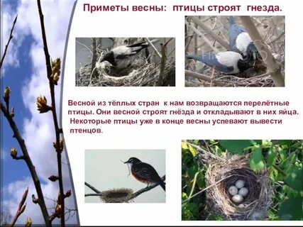 Растения и животные весной перелетные птицы весной