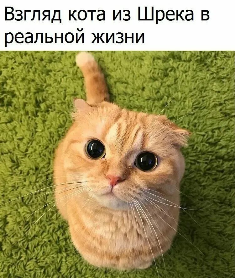 Создать мем с котами. Кот из шрека. мемы с котами картинки с надписями. кот мем.