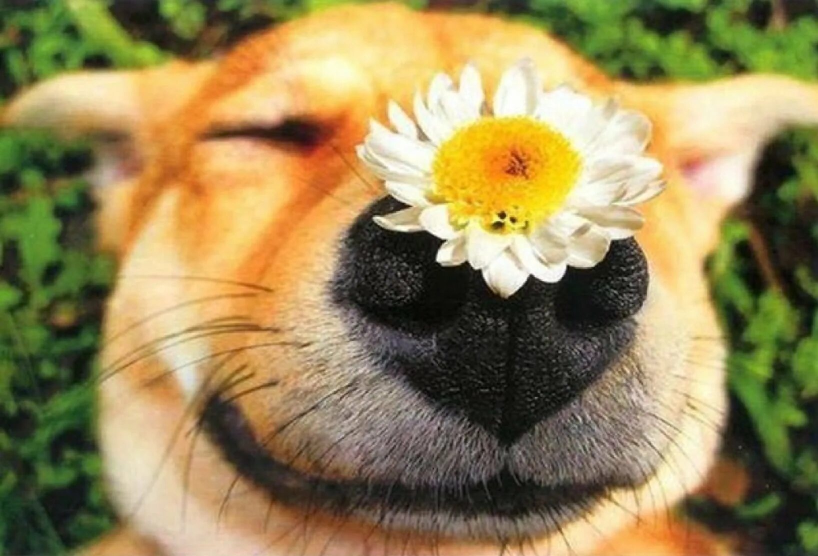 Добро весело. Позитивные цветочки. Дарю цветочек. Собака в ромашках. Радостное настроение.