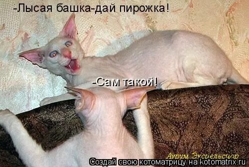 Лысый затылок. Мемы с лысыми людьми. Лысая башка дай пирожка продолжение кусочек. Лысая голова сзади. Лысая овальная голова.