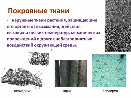Покровная ткань пробка механическая ткань