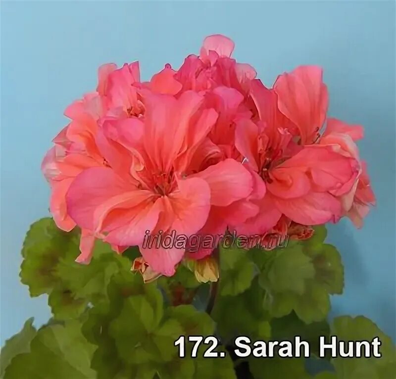Sarah пеларгония. Sarah пеларгония. Герань sarah hunt. Герань давина. Герань sarah hunt.